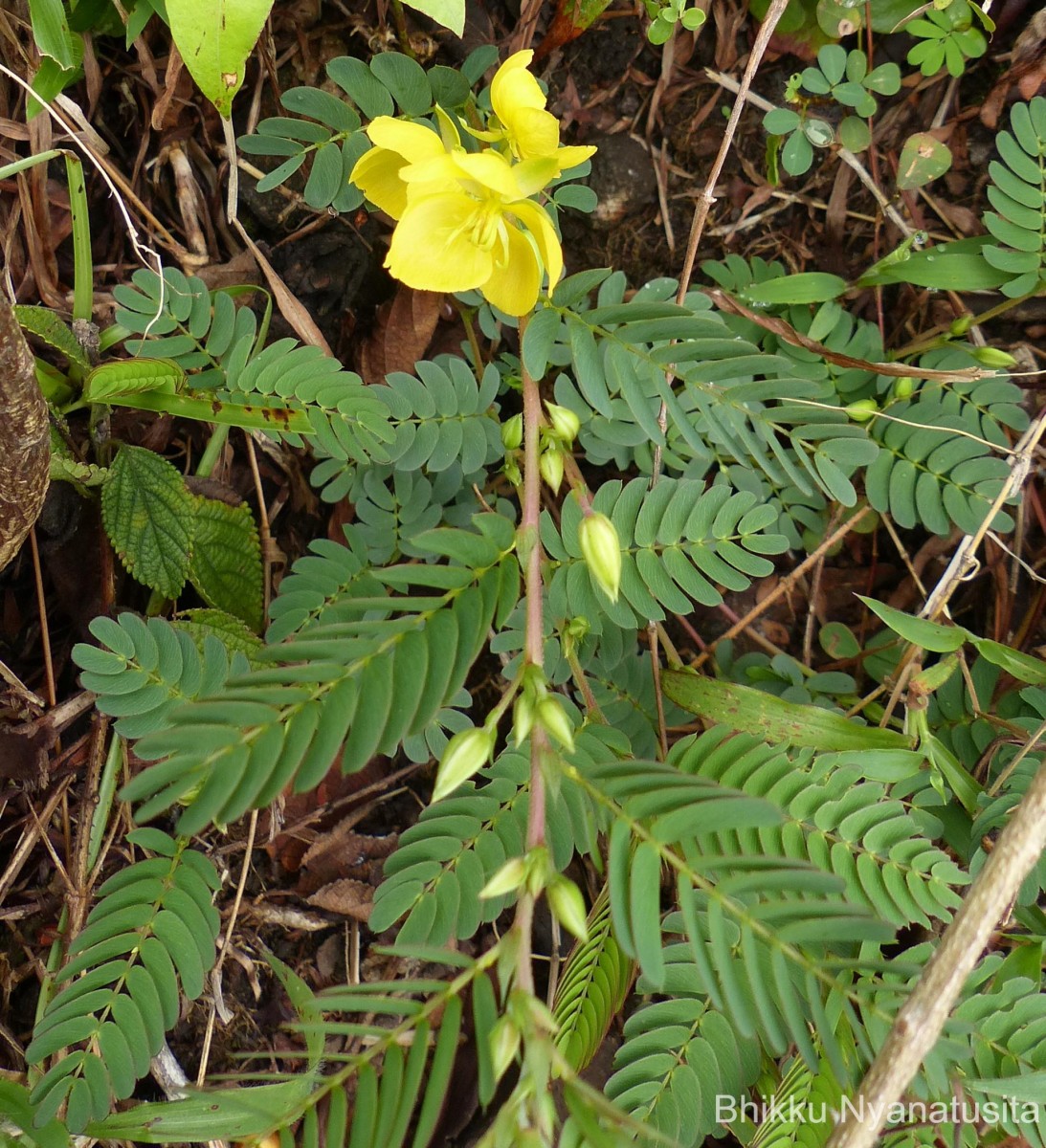 Chamaecrista kleinii (Wight & Arn.) V.Singh